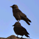 horse-divorce-attorney avatar