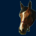 horsedust avatar