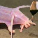 horseshoe-crab-yaoi avatar