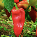 hot-doctor-pepper avatar