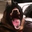 hounds-of-cain avatar