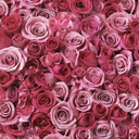 houston-we-have-a-problems avatar