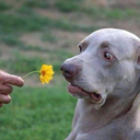 howell-for-me-phuck avatar