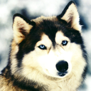 howlinghusky avatar