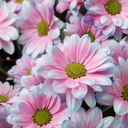 howmanywonders avatar