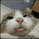 howtotrainabraincell avatar