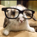 httpsoftbunni avatar