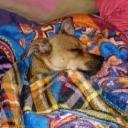 hufflepuffles1 avatar