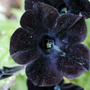 humanconditionpoetry avatar