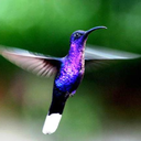 hummingbirding avatar