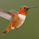 hummingbirdswrath avatar