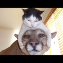 humormemestash avatar