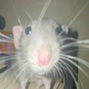 hundred-rats-in-your-basement avatar