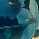 hundredthdejavu avatar