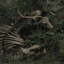 huntersrequiem-if avatar