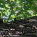 hurricaneannesstuff avatar