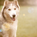 huskylove avatar