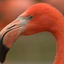 hybridflamingos avatar