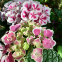hydrangeacottage avatar