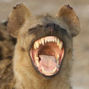 hyena-baboi avatar