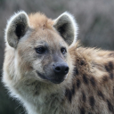 hyena-jpg avatar