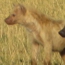 hyena-ref-photos avatar