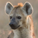 hyenacackle avatar