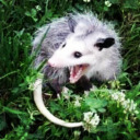 hyperfixations-r-us avatar