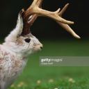 i-am-shitpost avatar