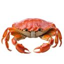 i-am-the-crab avatar