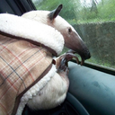 i-am-young-scrappy-and-hungry avatar