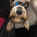 i-dont-need-a-game-plan avatar