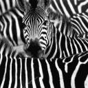 i-earned-my-stripes avatar