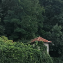 i-forgot-to-water-my-plants avatar