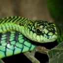 i-give-you-a-snake avatar