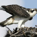 i-just-drew-a-square avatar