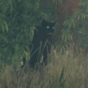 i-love-my-stoner-girlfriend avatar