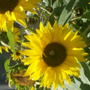 i-say-oh-a-lot avatar