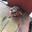 i-wanna-linger avatar