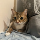 iadorethemskz avatar