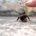 iamahungguy-blog avatar