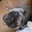 iamdatpug avatar