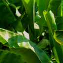 iamheretoserveyousir avatar