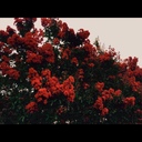 iamnotapieceofcake avatar