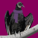 iavulture avatar