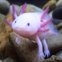 iaxolotljellyfishtake2 avatar