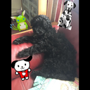 icantbebotheredtonamethisblog avatar