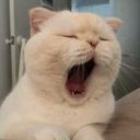 icecreamcakeu avatar