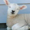 icelandicsheepfarmer avatar