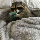 ichigo-kuriimu avatar